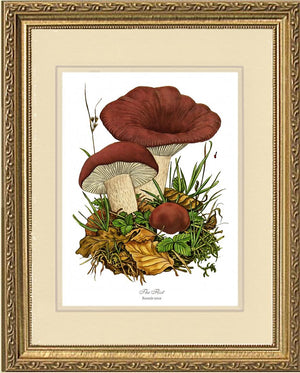 Flirt Mushroom