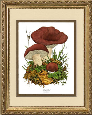 Flirt Mushroom