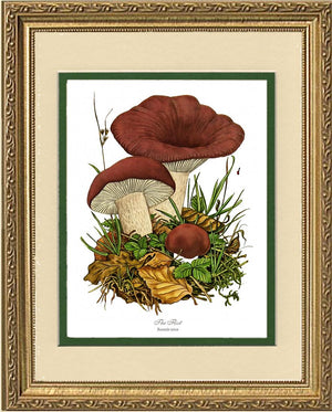 Flirt Mushroom