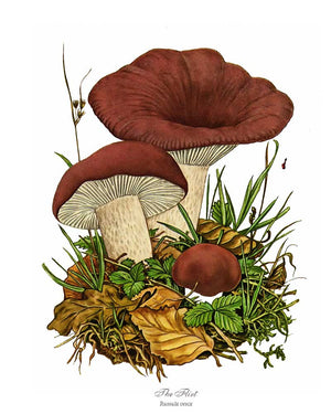 Mushroom Print: Flirt Mushroom