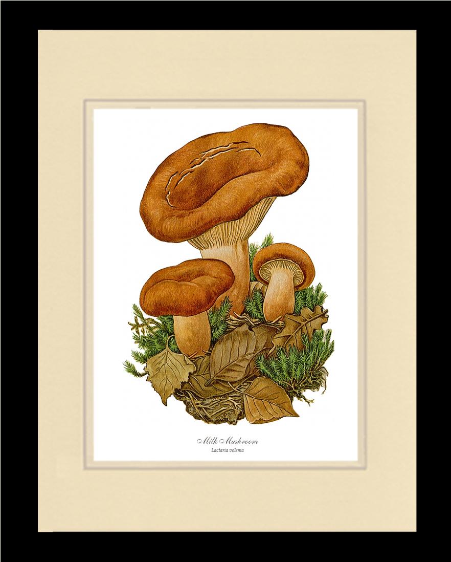 Milk Mushroom | Vintage Mushroom Art Print