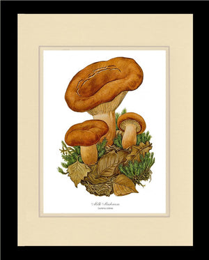 Milk Mushroom