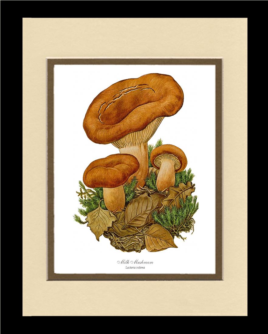 Milk Mushroom | Vintage Mushroom Art Print