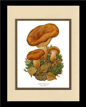 Milk Mushroom