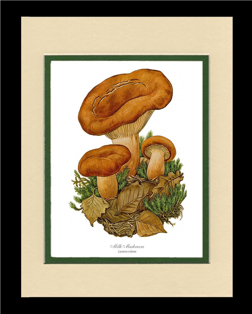 Milk Mushroom | Vintage Mushroom Art Print