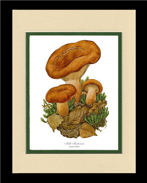 Milk Mushroom