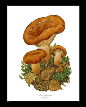 Milk Mushroom