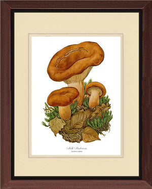 Milk Mushroom