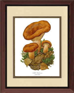 Milk Mushroom