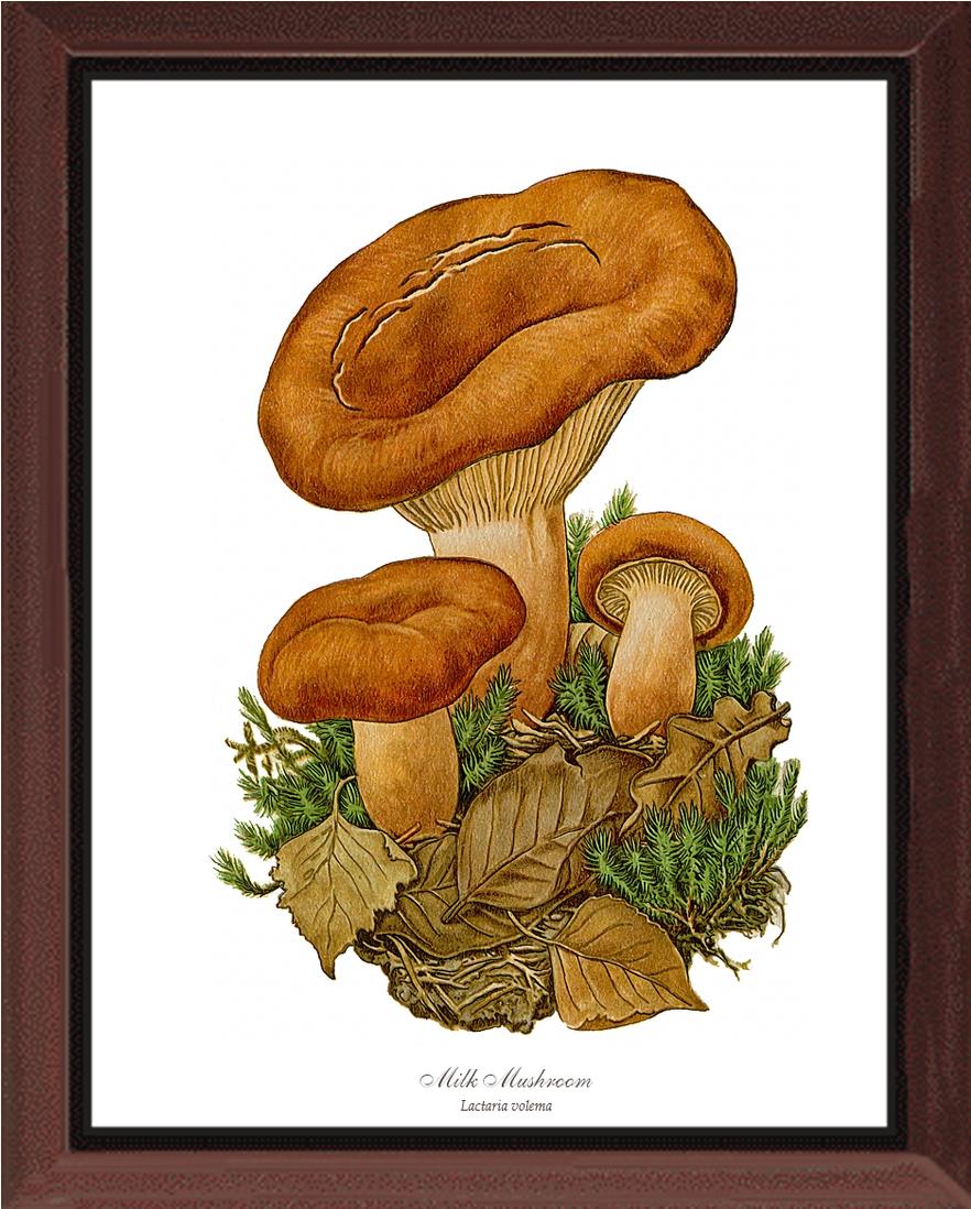 Milk Mushroom | Vintage Mushroom Art Print