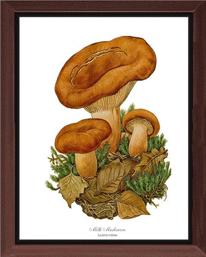 Milk Mushroom