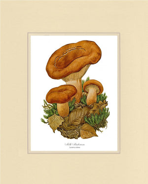 Milk Mushroom
