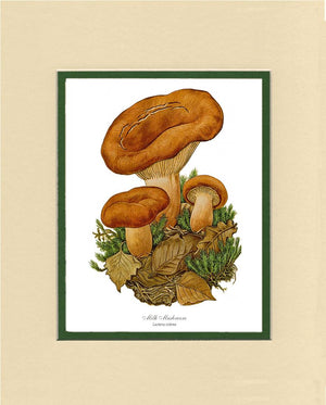 Milk Mushroom