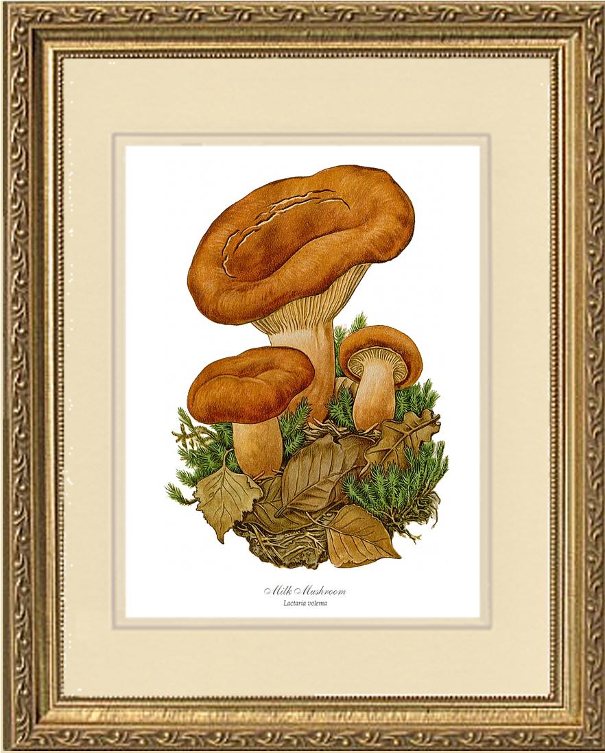 Milk Mushroom | Vintage Mushroom Art Print