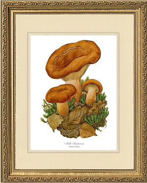 Milk Mushroom