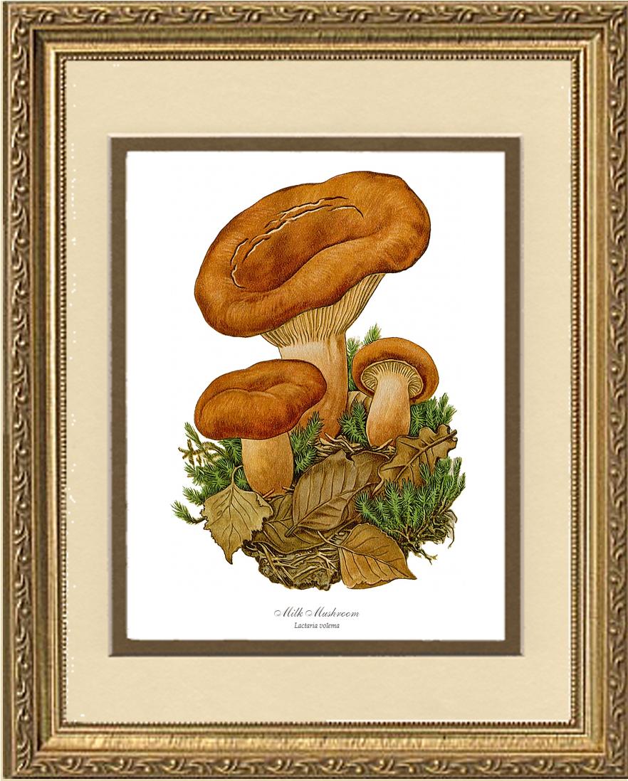 Milk Mushroom | Vintage Mushroom Art Print