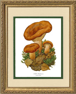 Milk Mushroom