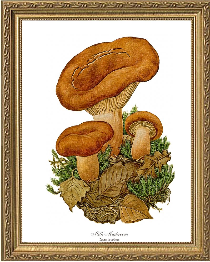 Milk Mushroom | Vintage Mushroom Art Print