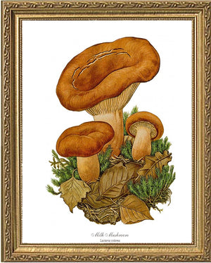 Milk Mushroom