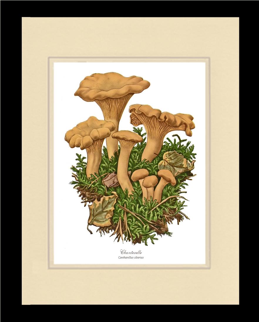 Chanterelle Mushroom | Vintage Mushroom Art Print