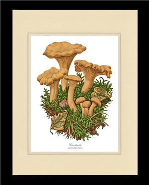 Chanterelle Mushroom