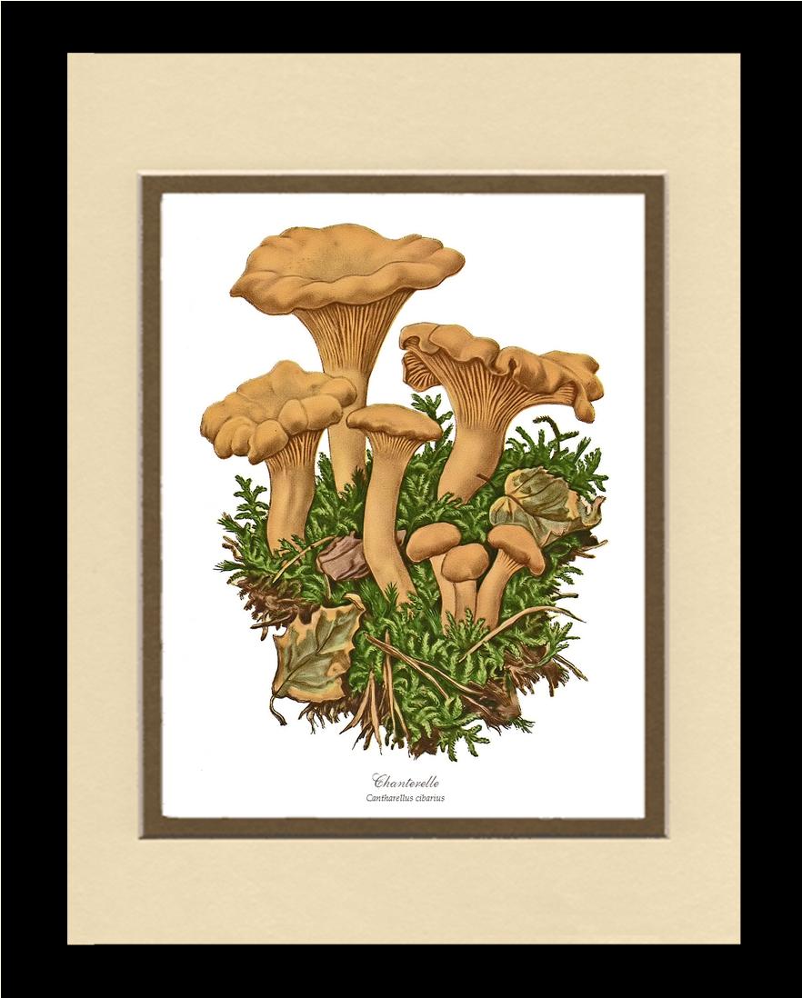 Chanterelle Mushroom | Vintage Mushroom Art Print