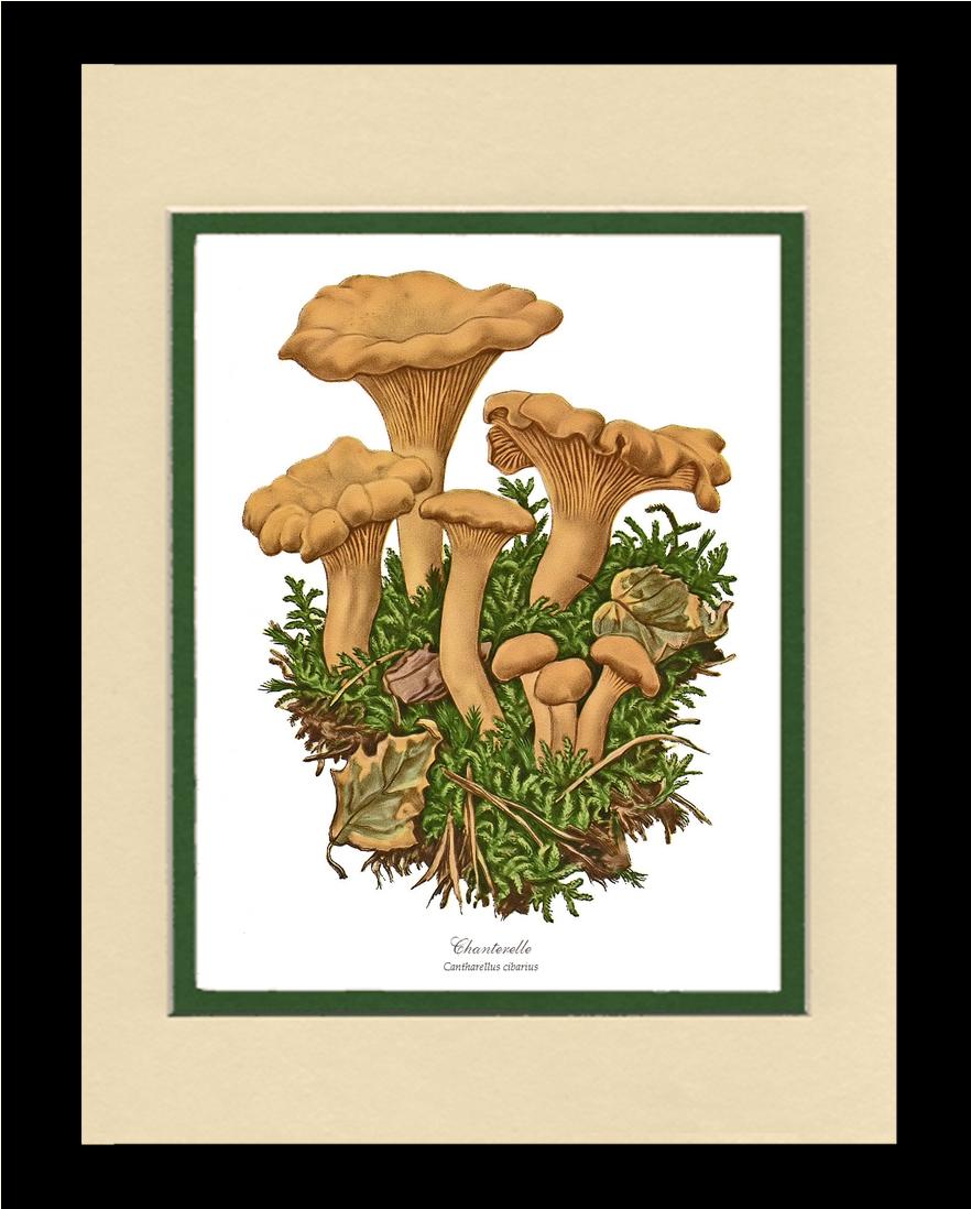 Chanterelle Mushroom | Vintage Mushroom Art Print