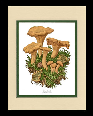 Chanterelle Mushroom