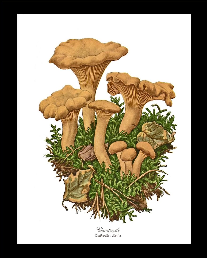 Chanterelle Mushroom | Vintage Mushroom Art Print