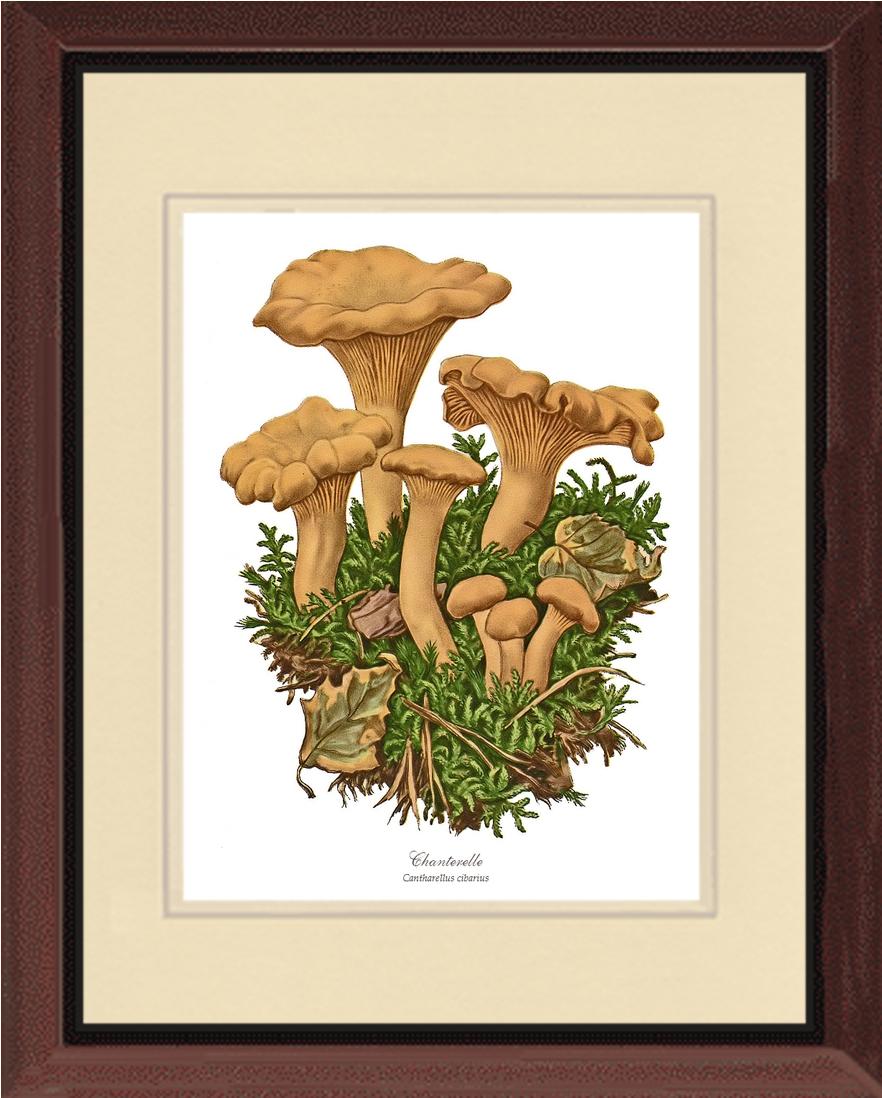 Chanterelle Mushroom | Vintage Mushroom Art Print