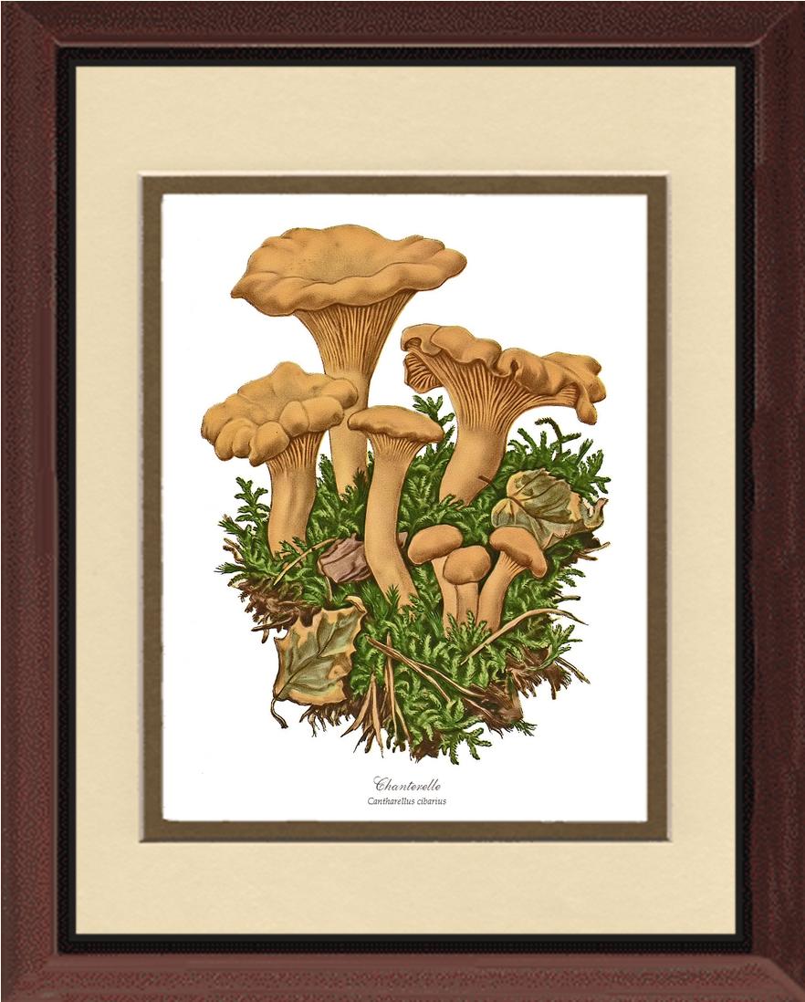 Chanterelle Mushroom | Vintage Mushroom Art Print