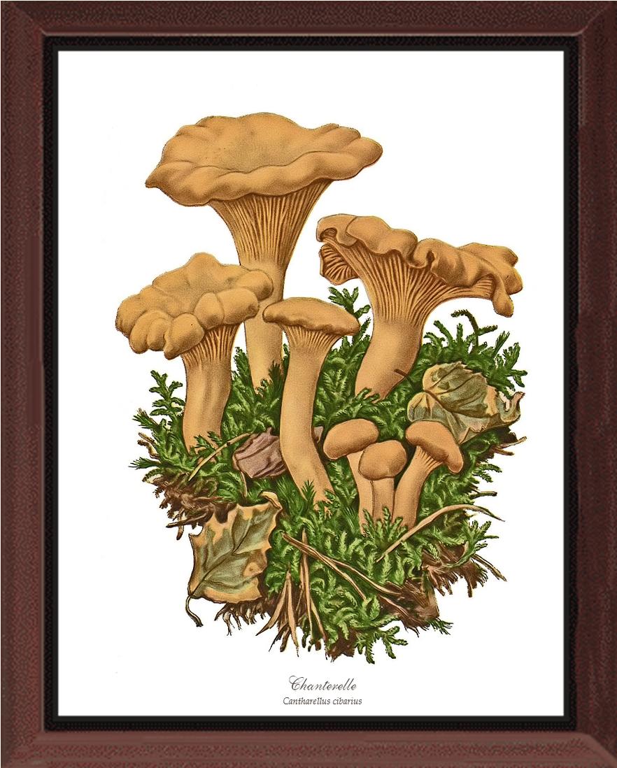 Chanterelle Mushroom | Vintage Mushroom Art Print