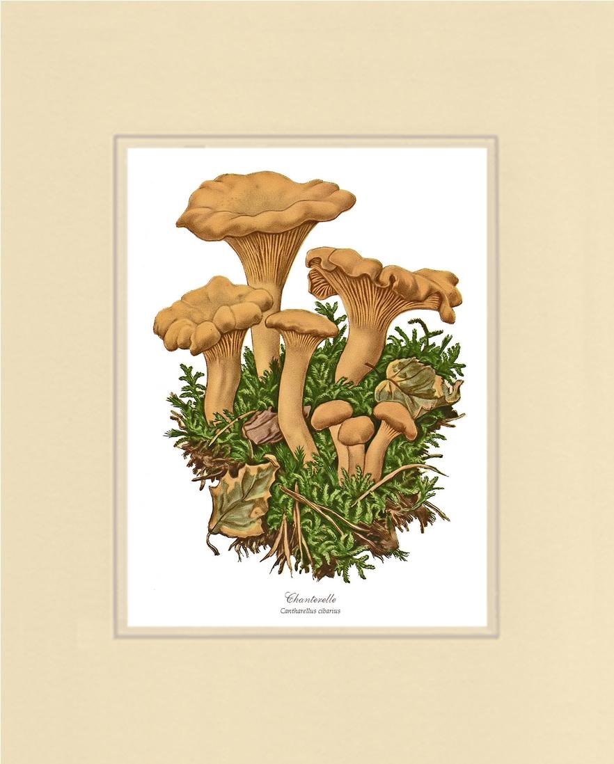 Chanterelle Mushroom | Vintage Mushroom Art Print