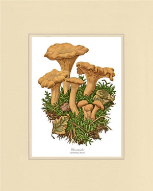 Chanterelle Mushroom