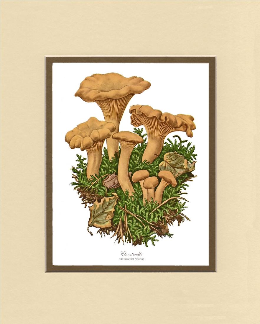 Chanterelle Mushroom | Vintage Mushroom Art Print