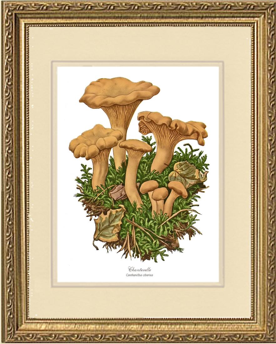 Chanterelle Mushroom | Vintage Mushroom Art Print