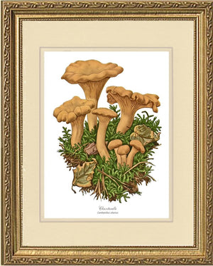 Chanterelle Mushroom