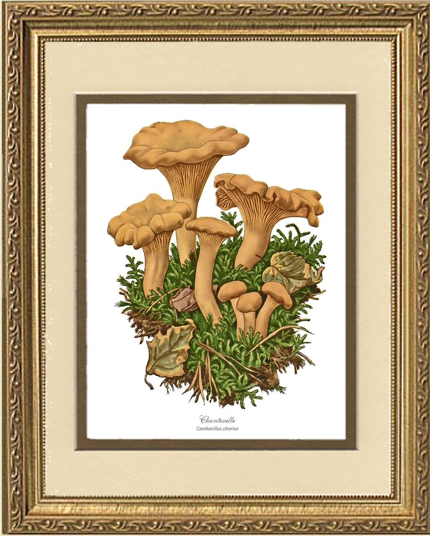 Chanterelle Mushroom | Vintage Mushroom Art Print