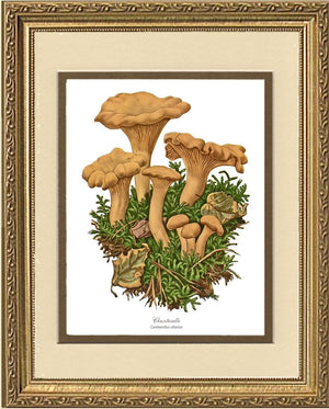 Chanterelle Mushroom