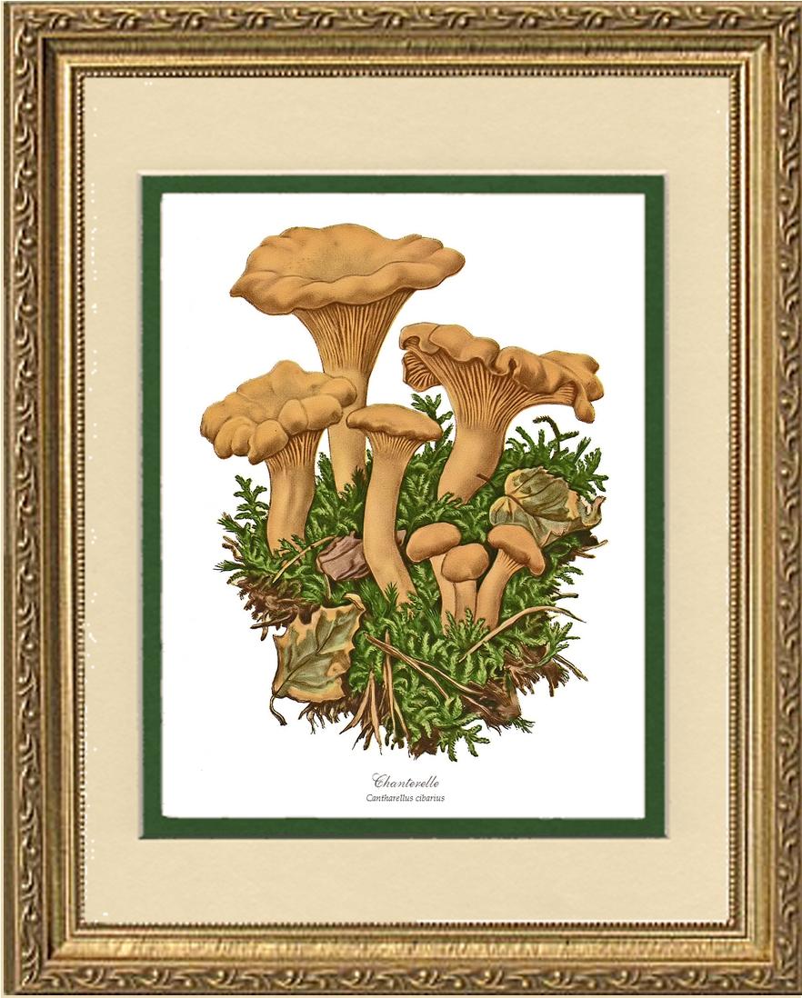 Chanterelle Mushroom | Vintage Mushroom Art Print