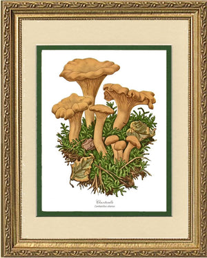 Chanterelle Mushroom