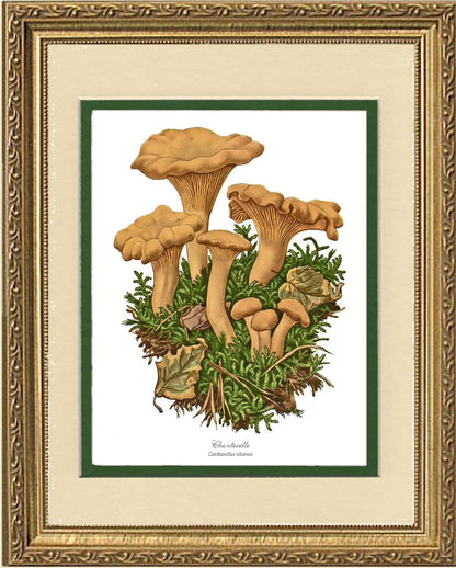 Chanterelle Mushroom | Vintage Mushroom Art Print