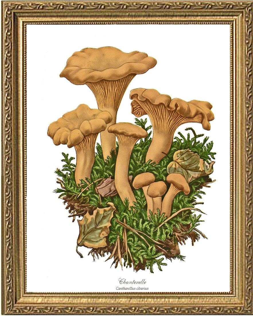 Chanterelle Mushroom | Vintage Mushroom Art Print