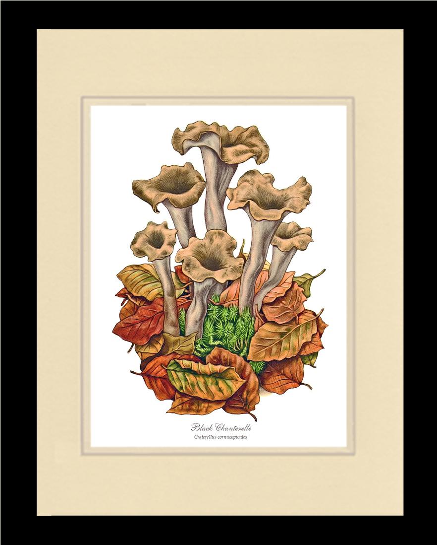 Black Trumpets-Black Chanterelle | Vintage Mushroom Art Print