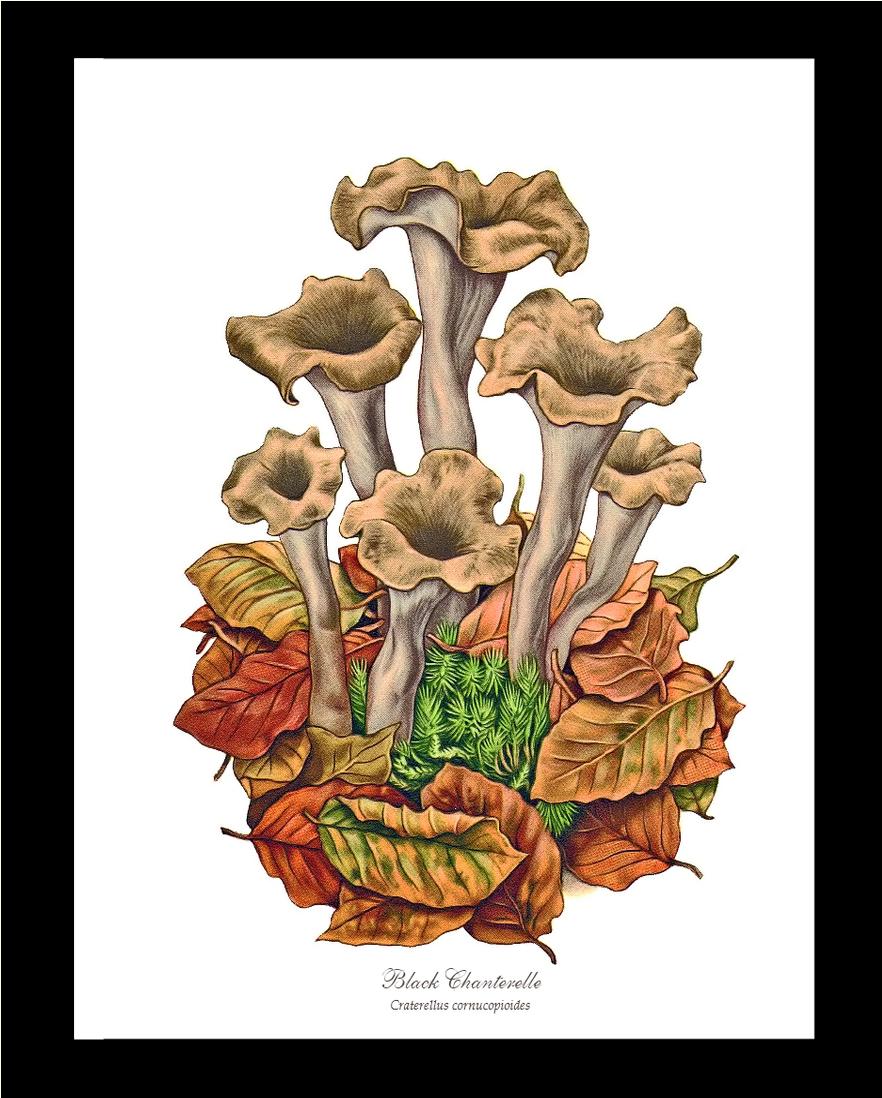 Black Trumpets-Black Chanterelle | Vintage Mushroom Art Print