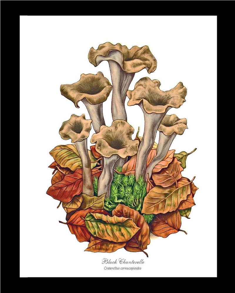 Black TrumpetsBlack Chanterelle Vintage Botanical Mushroom Wall Art