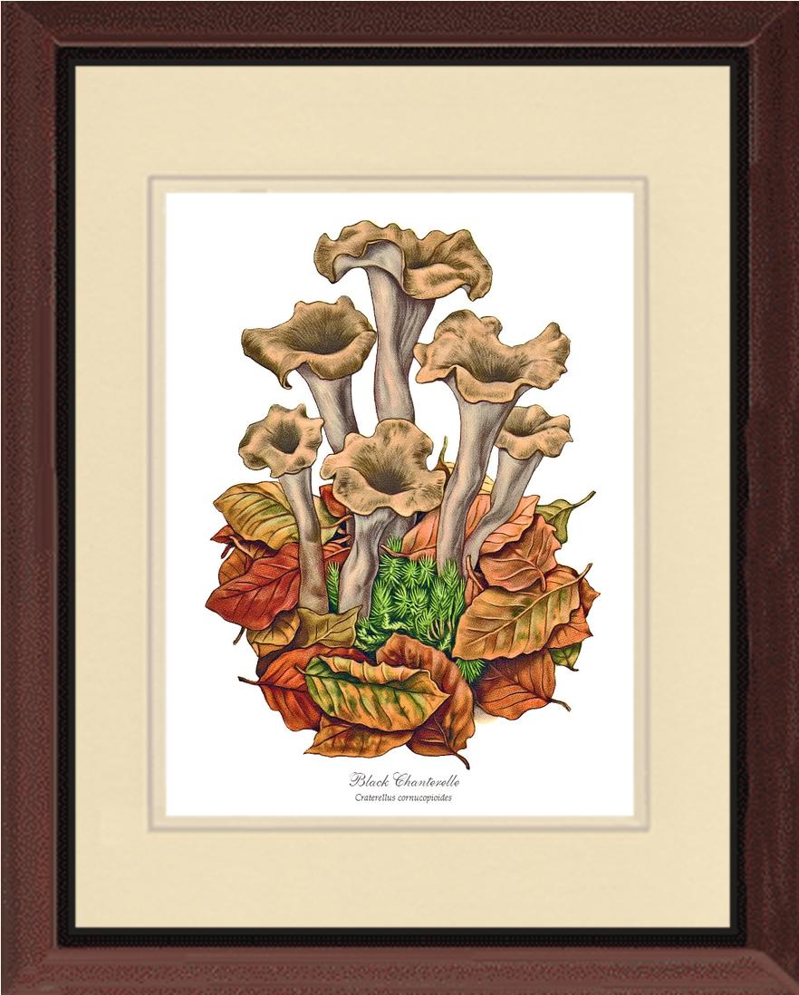Black Trumpets-Black Chanterelle | Vintage Mushroom Art Print