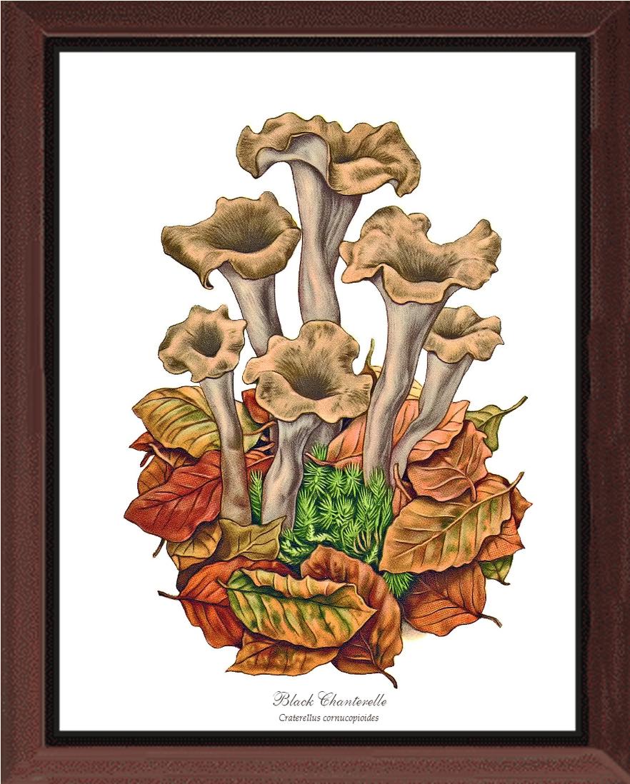 Black Trumpets-Black Chanterelle | Vintage Mushroom Art Print