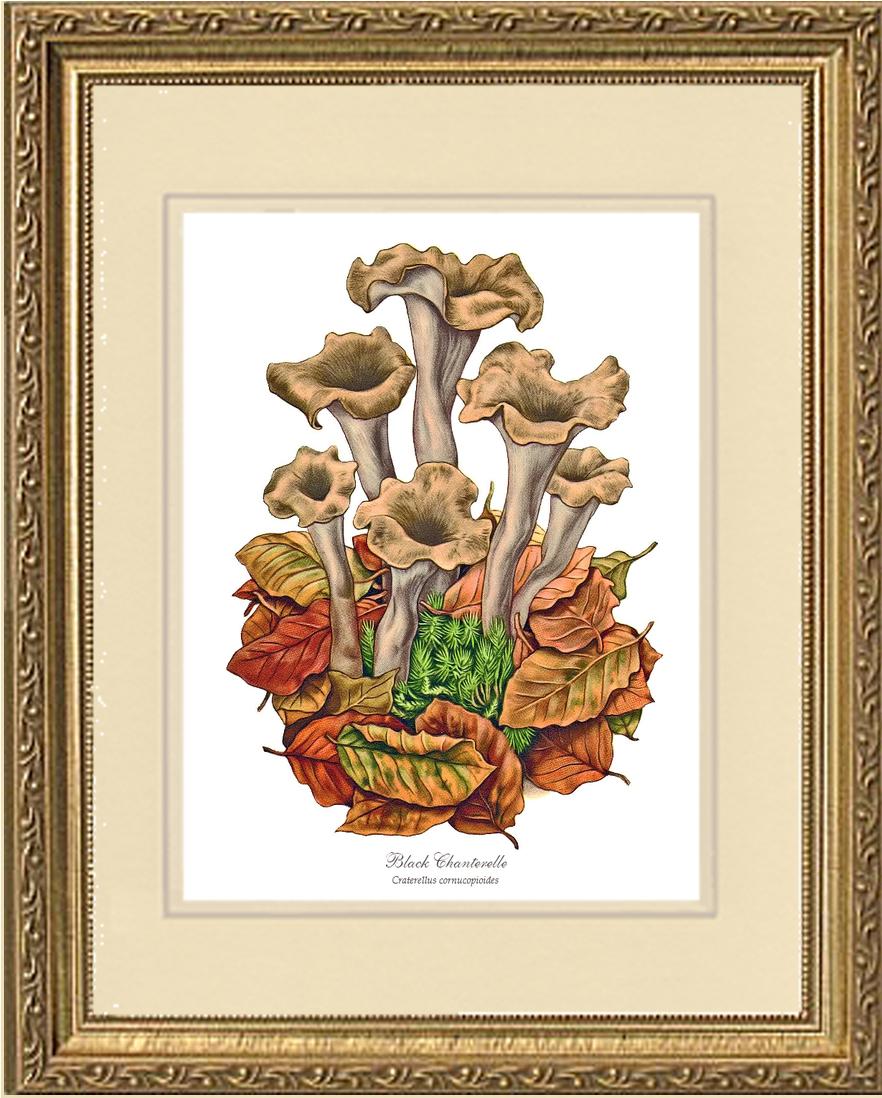 Black Trumpets-Black Chanterelle | Vintage Mushroom Art Print