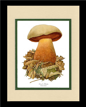 Devil's Bolete Mushroom | Vintage Mushroom Art Print